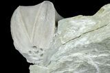 Blastoid (Pentremites) Fossil - Illinois #184107-1
